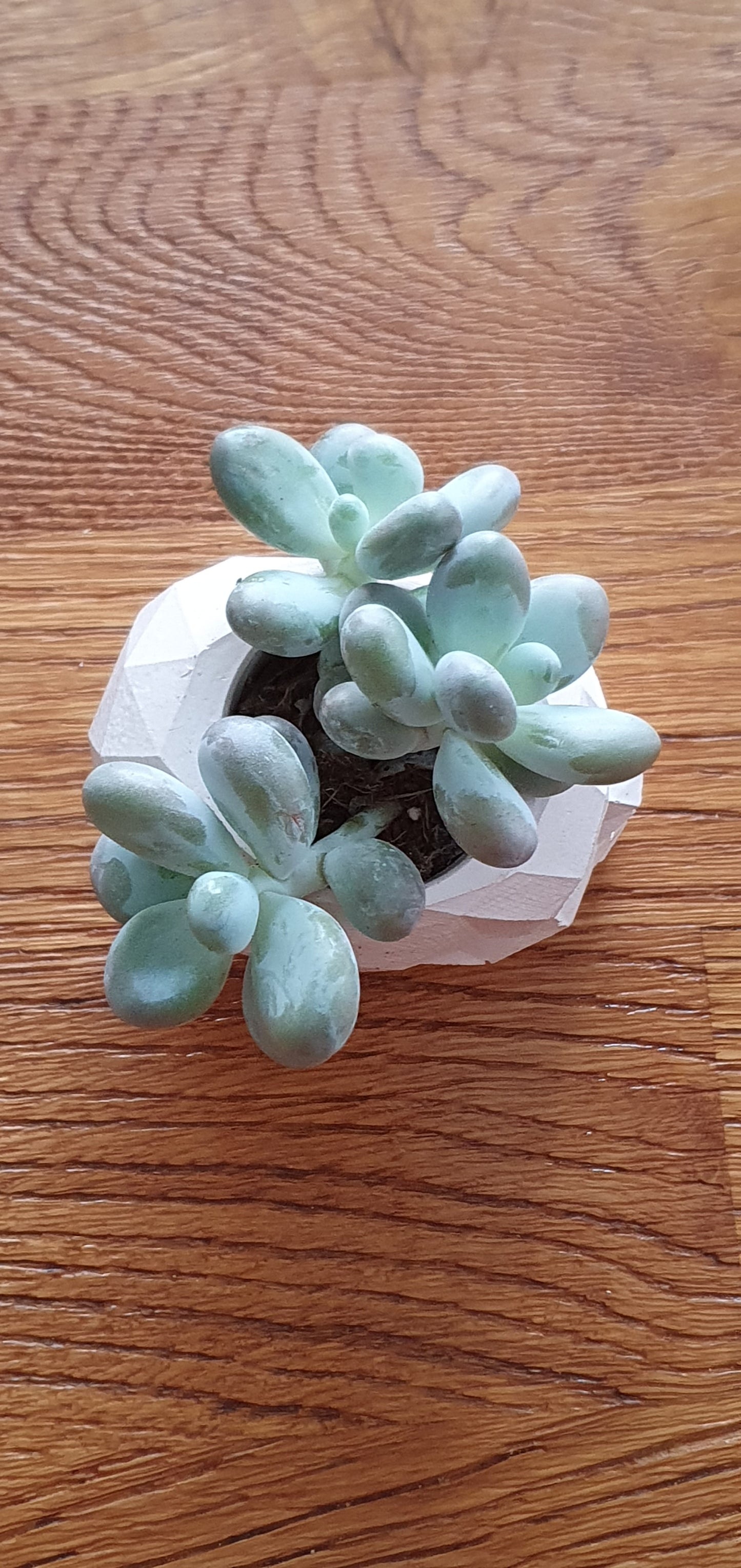 Gothic style skull vessel